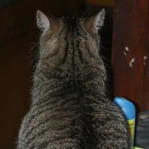 Meet your Posher, James